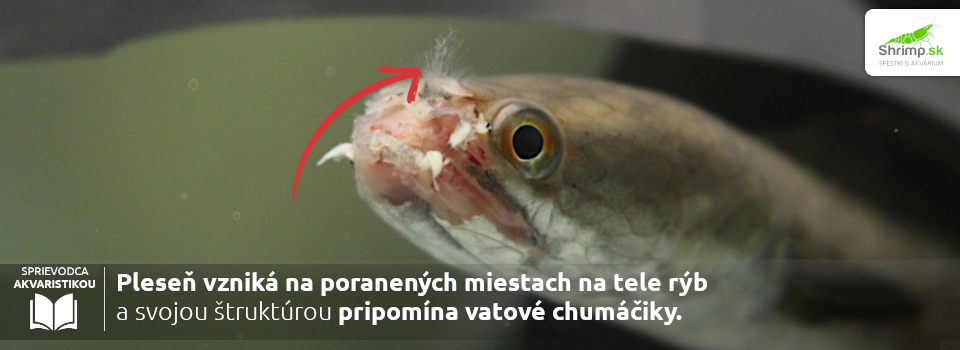 plesnove-ochorenie-akvariovych-ryb
