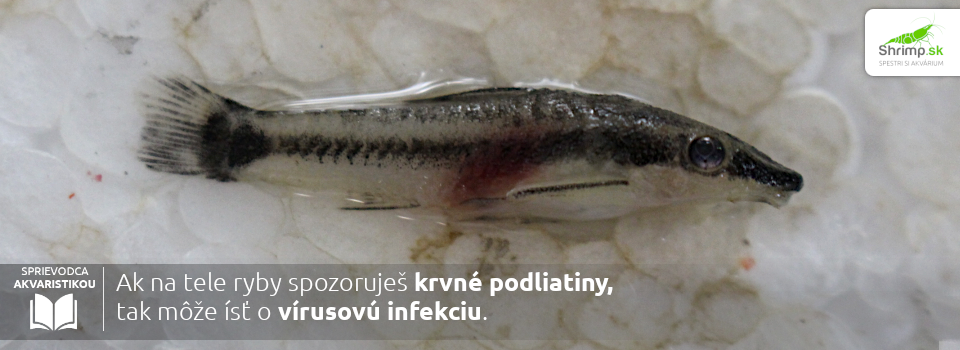 virusova-infekcia-u-ryb