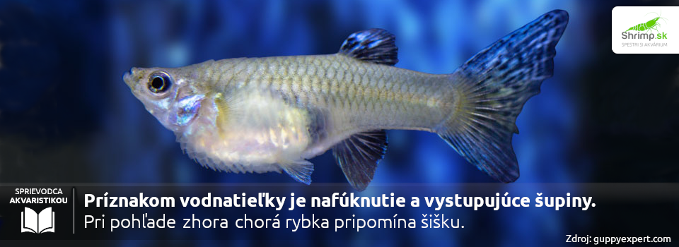 gupka-s-vodnatielkou