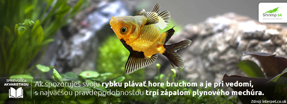 zapal-plynoveho-mechura-zavojnatky