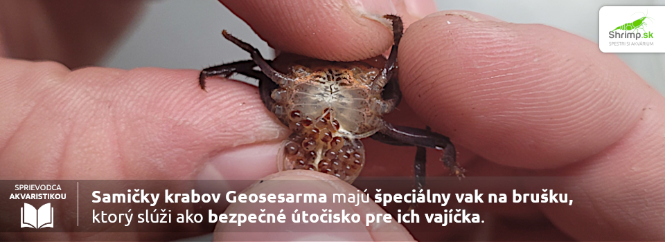 geosesarma-ikry-eggs