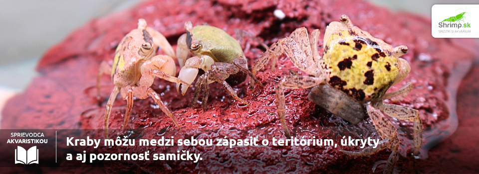 kraby-zapasy