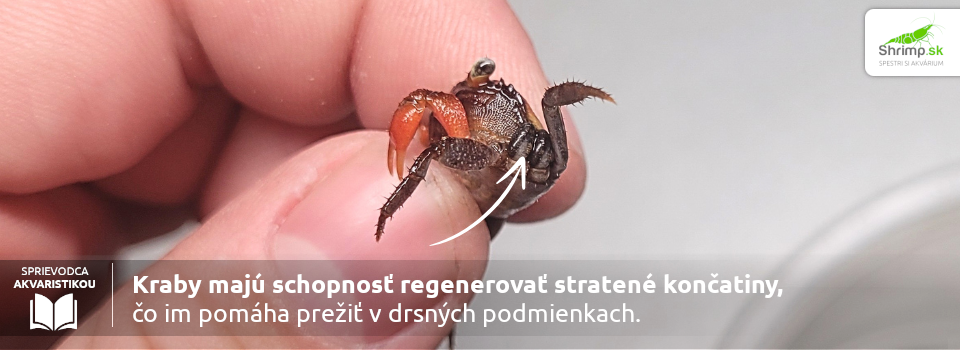 regeneracia-koncatin-krab