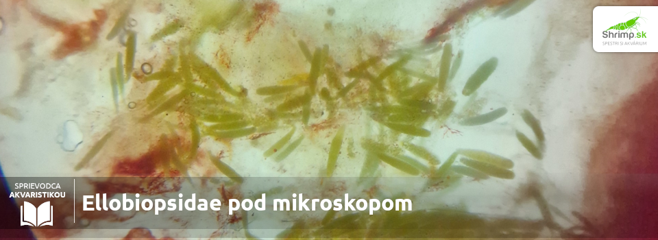 Ellobiopsidae-pod-mikroskopom