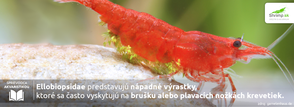 Ellobiopsidae-na-krevetke
