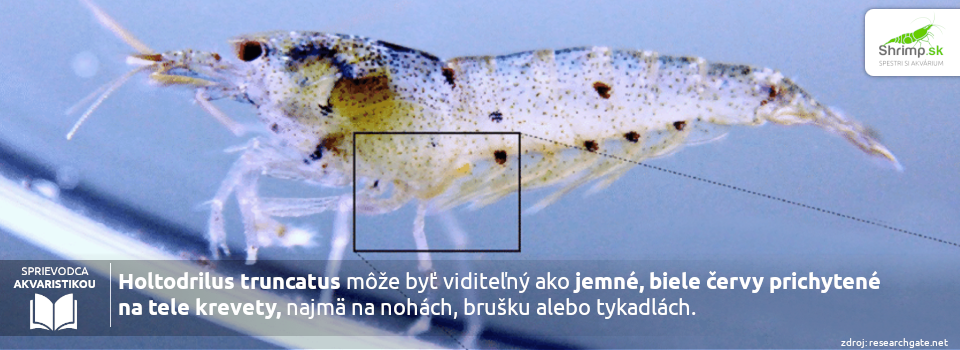 Holtodrilus-truncatus-krevetky