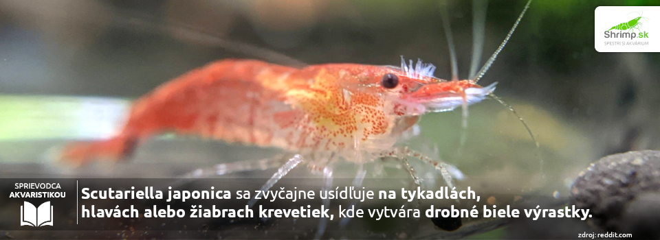 Scutariella-japonica-na-krevetke
