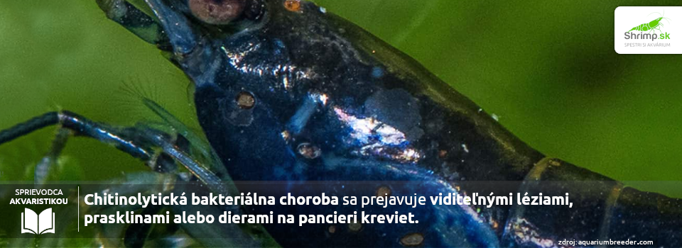 rust-disease-shrimp