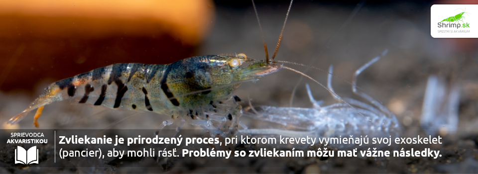 zvliekanie-kreviet-vyznam