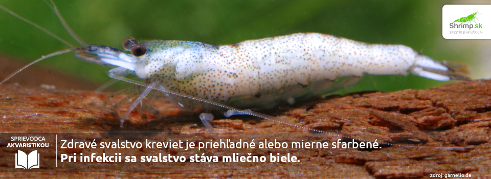 milk-shrimp-disease-cotton-shrimp-disease