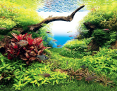 8 pravidiel aquascapu