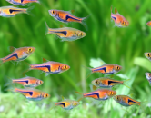 Výber živočíchov do aquascape akvária