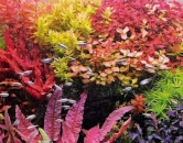 Výber rastlín do aquascape akvária