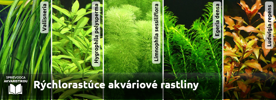 rychlorastuce-akvariove-rastliny