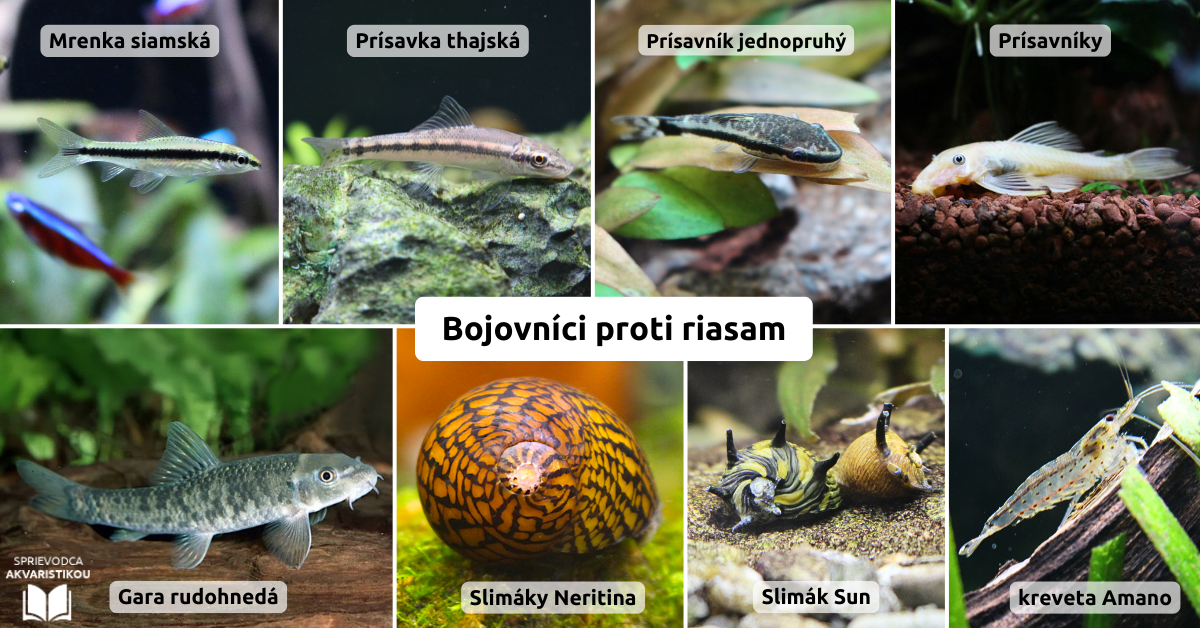 bojovníci-proti-riasam