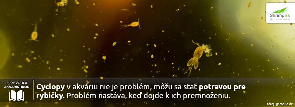 cyklopy-potrava-pre-ryby