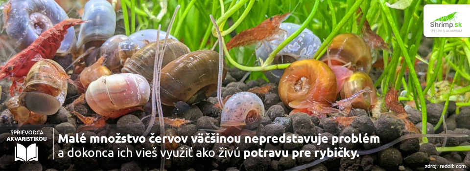 detritove-cervy-Tubifex-v-akvariu