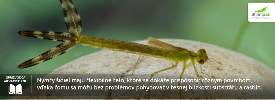 nymfy-sidiel-v-akvariu