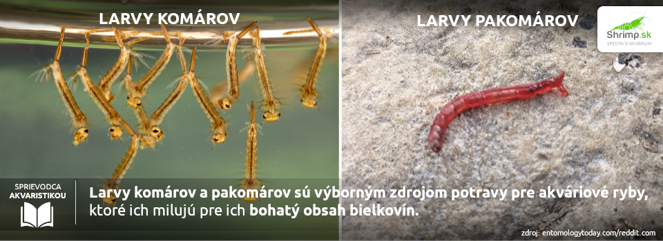 larvy-komarov-a-pakomarov-v-akvariu