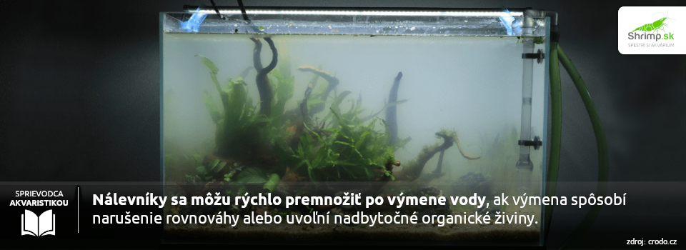 nálevníky-v-akváriu