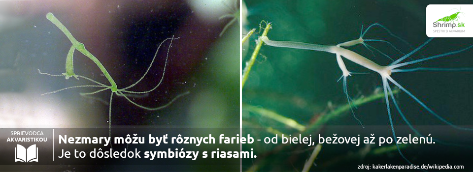 druhy-nezmarov-v-akvariu