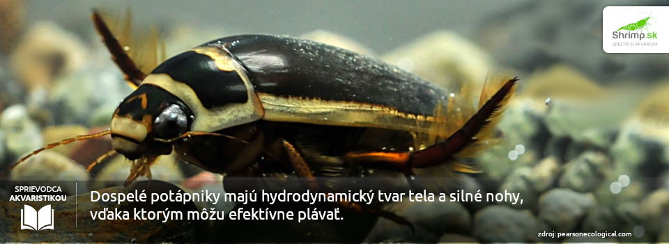 vodny-chrobak-potapnik-v-akvariu