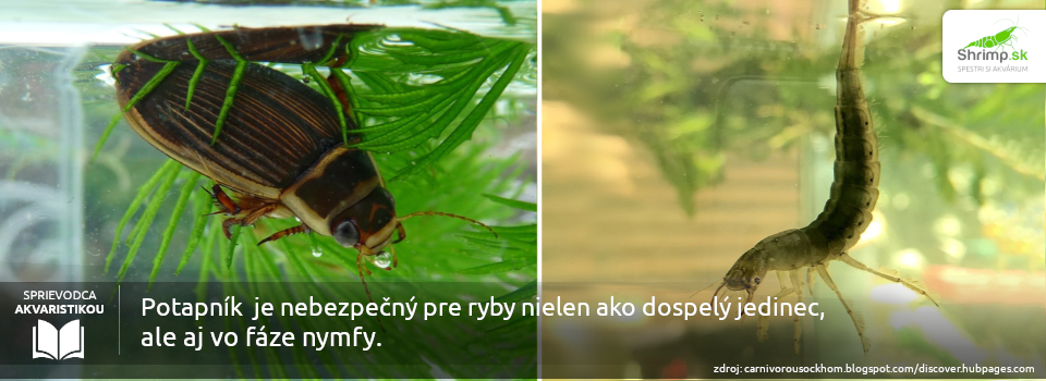 nymfy-potapnikov-su-tiez-nebezpecne-pre-ryby