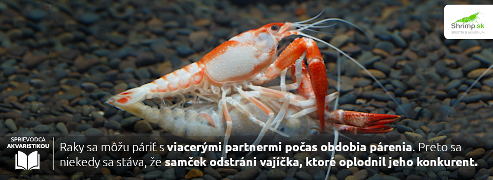 raky-sa-paria-s-viacerymi-partnermi