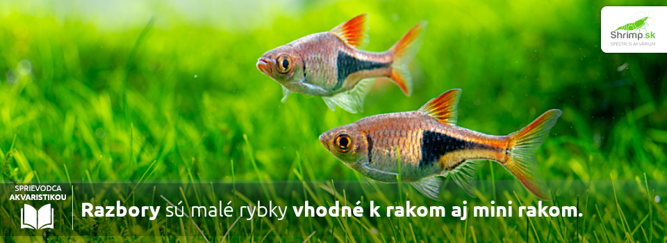 razbory-su-vhodne-k-rakom