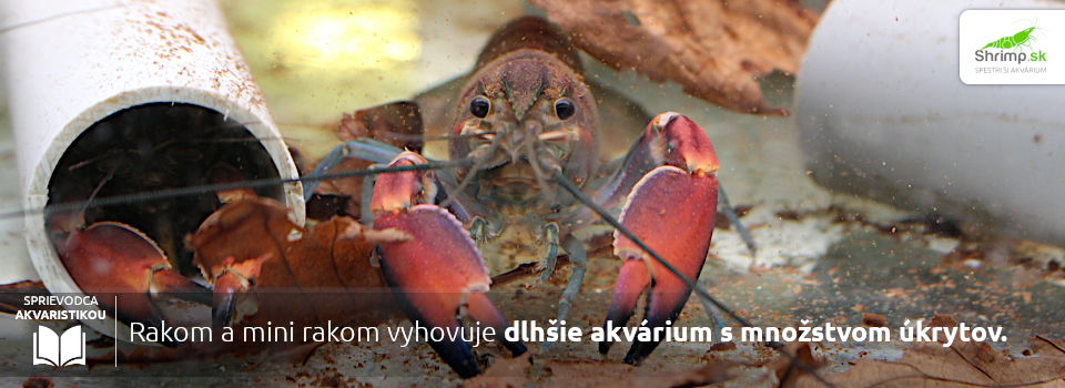 idealne-akvarium-pre-raky