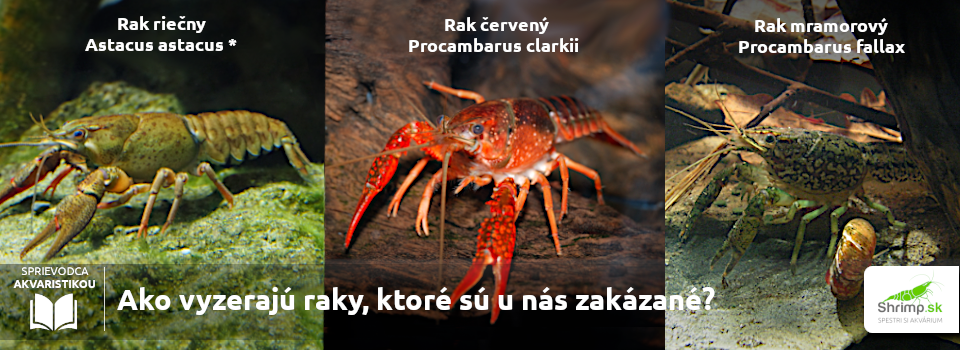 tieto-raky-nesmies-chovat-u-nas-v-akvariu