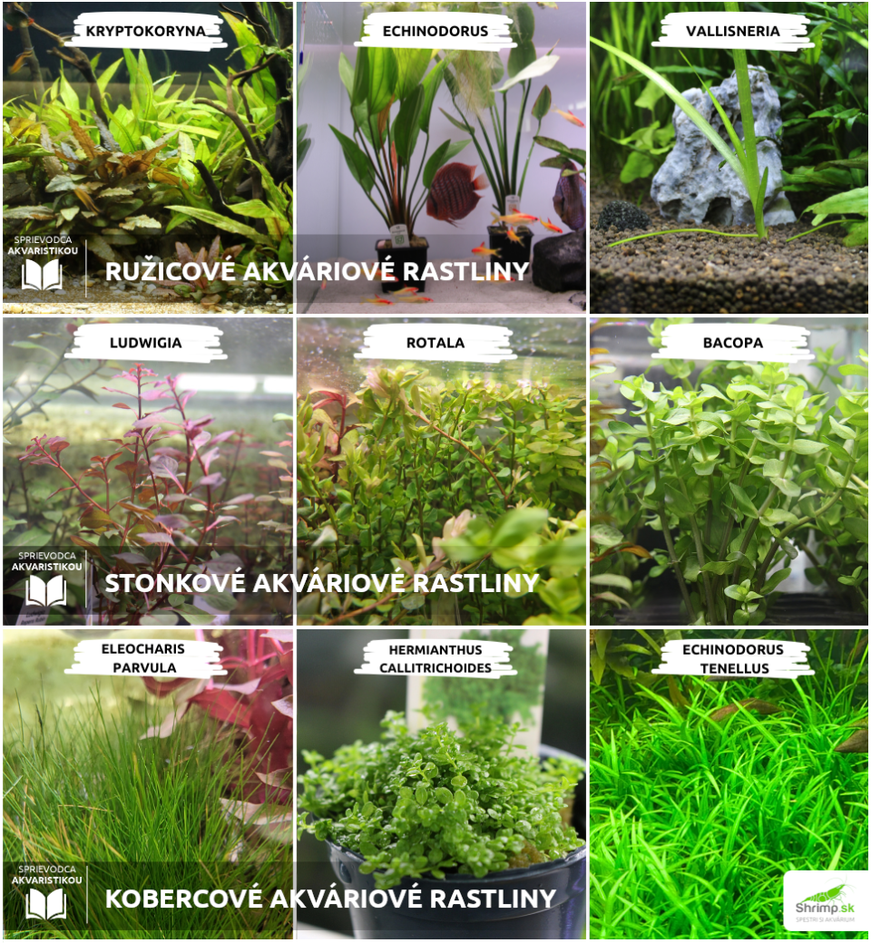 sposob-rastu-akvariovych-rastlin