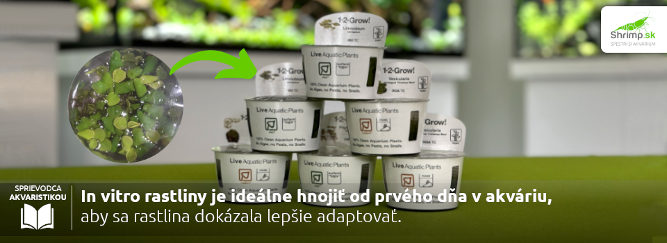 in-vitro-rastliny-sadenie
