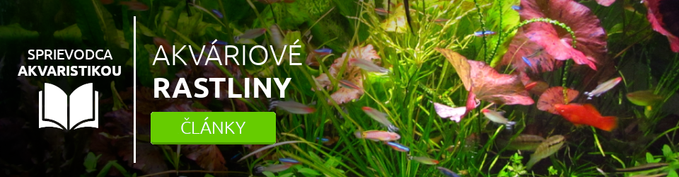 akvariove-rastliny-blog