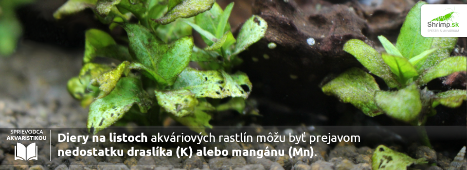 diery-v-listoch
