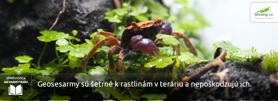 kraby-rodu-geosesarma-sa-hodia-k-rastlinam