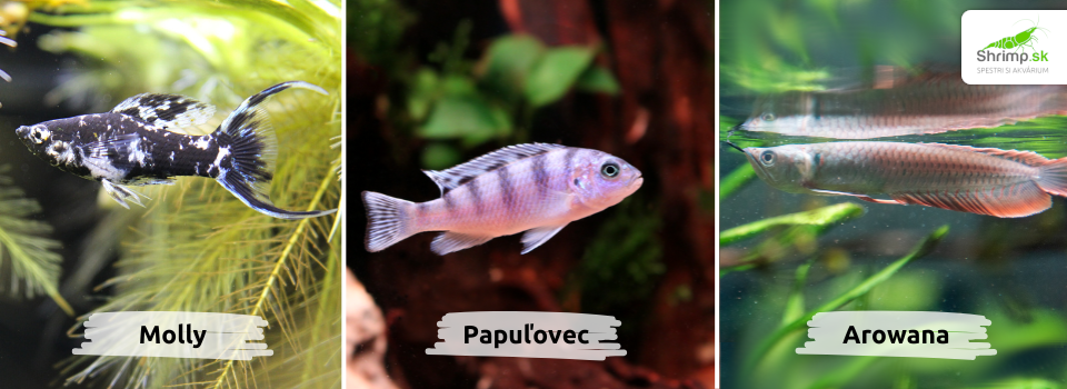 komplikovane-druhy-zivocichov-k-rastlinam