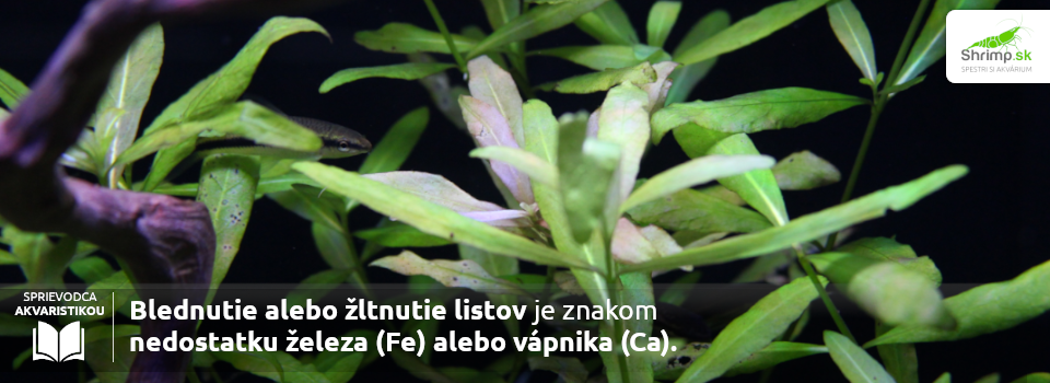 bludnutie-listov-akvariovych-rastlin