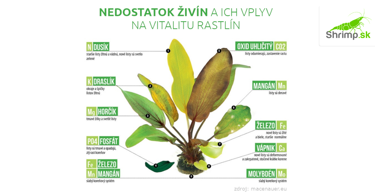 makroziviny-a-mikroziviny-potrebne-pre-rastliny