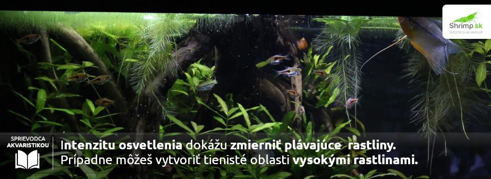 vhodne-svetlo-pre-akvariove-rastliny