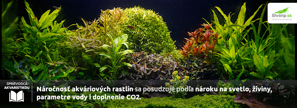 narocnost-akvariovych-rastlin