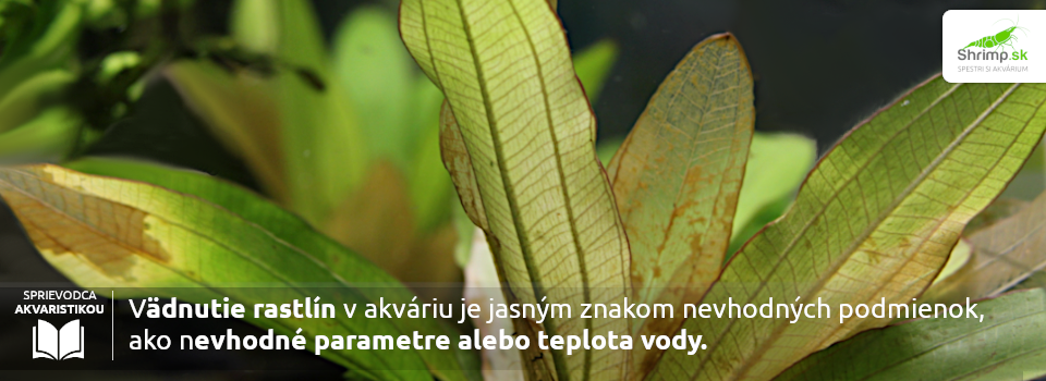 vadnutie-alebo-odumieranie-listov-rastlin