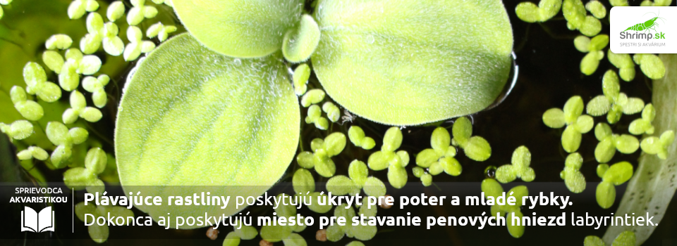 plavajuce-akvariove-rastliny