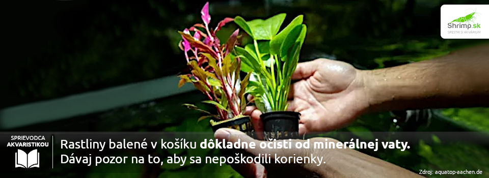sadenie-akvariovych-rastlin-v-kosiku