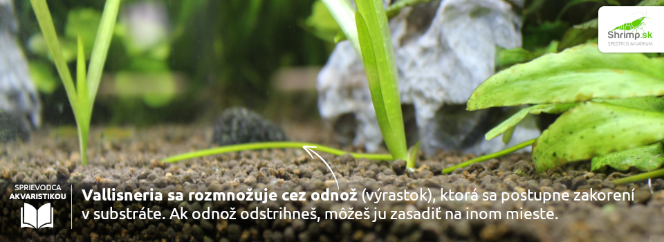 vallisneria-strihanie-odnož