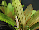 choroby-akvariovych-rastlin