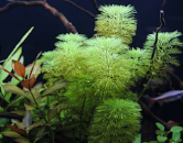 druhy-akvariovych-rastlin