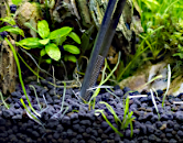 sadenie-akvariovych-rastlin