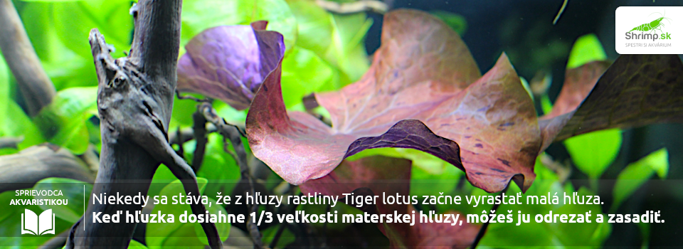 tiger-lotus-hluza-strihanie