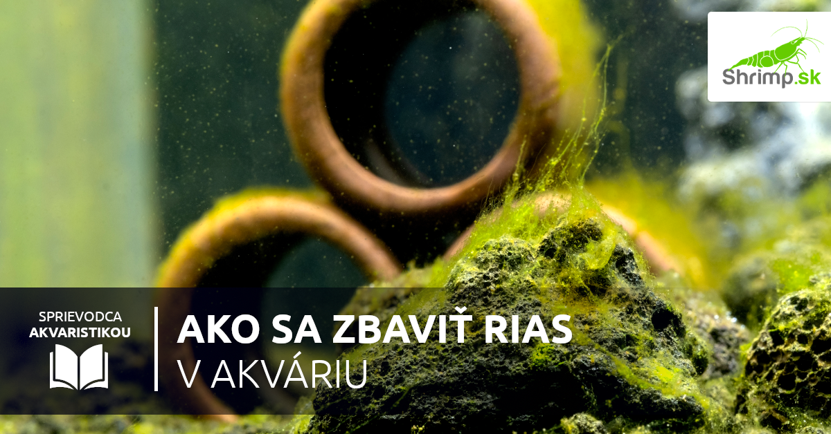 Ako-sa-zbavit-rias
